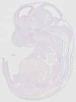 EMAGE:20169