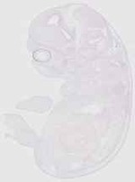 EMAGE:20169