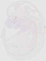 EMAGE:20171