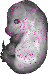 mouse atlas EMAGE spatial in situ gene expression database None