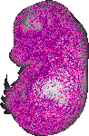 mouse atlas EMAGE spatial in situ gene expression database None