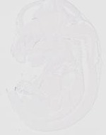 EMAGE:20182