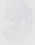 EMAGE:20182