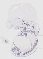 EMAGE:20184