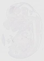 EMAGE:20185