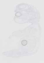 EMAGE:20197