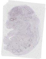 EMAGE:20211