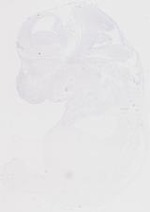 EMAGE:20218