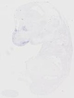 EMAGE:20219