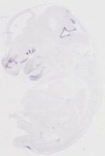 EMAGE:20219