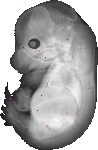 mouse atlas EMAGE spatial in situ gene expression database None