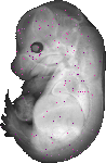mouse atlas EMAGE spatial in situ gene expression database None