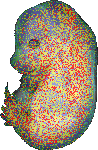 EMAGE:20260