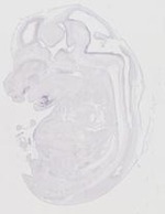 EMAGE:20272
