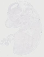 EMAGE:20274