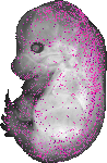 mouse atlas EMAGE spatial in situ gene expression database None