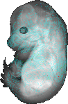 EMAGE:20323