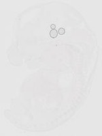 EMAGE:20357