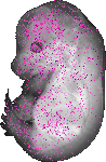 mouse atlas EMAGE spatial in situ gene expression database None