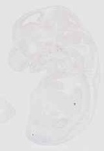 EMAGE:20436