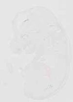 EMAGE:20438