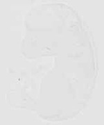EMAGE:20438