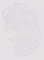 EMAGE:20444