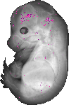 mouse atlas EMAGE spatial in situ gene expression database None