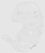 EMAGE:20449