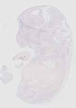 EMAGE:20462