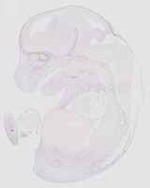 EMAGE:20477