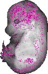 mouse atlas EMAGE spatial in situ gene expression database None