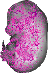 mouse atlas EMAGE spatial in situ gene expression database None