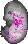 mouse atlas EMAGE spatial in situ gene expression database None