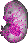 mouse atlas EMAGE spatial in situ gene expression database None