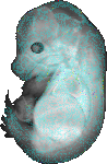 EMAGE:20563