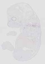 EMAGE:20567