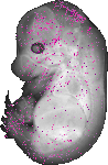 mouse atlas EMAGE spatial in situ gene expression database None