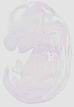EMAGE:20601