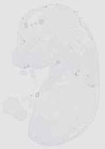 EMAGE:20608