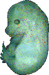 EMAGE:20652