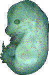 EMAGE:20658