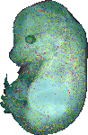 EMAGE:20659