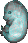 EMAGE:20663