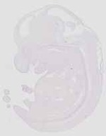 EMAGE:20663