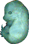 EMAGE:20694