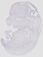 EMAGE:20694