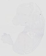 EMAGE:20694