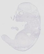 EMAGE:20694