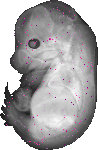 mouse atlas EMAGE spatial in situ gene expression database None